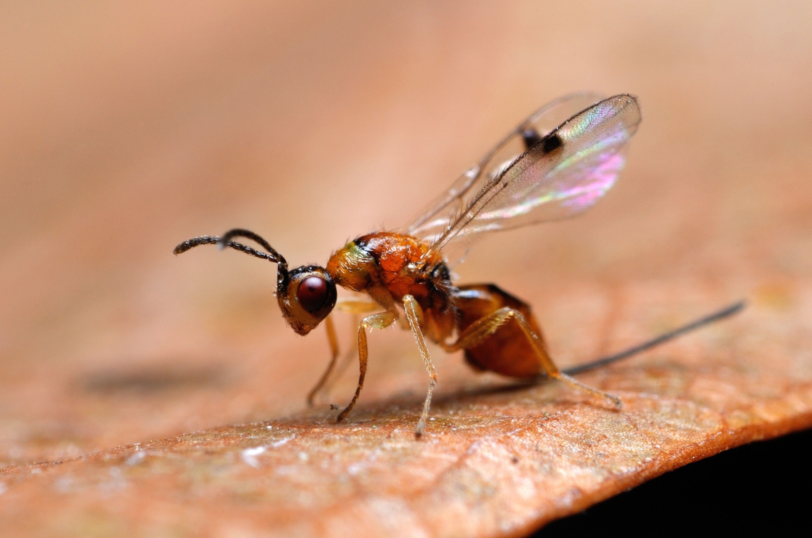 Gall Wasps