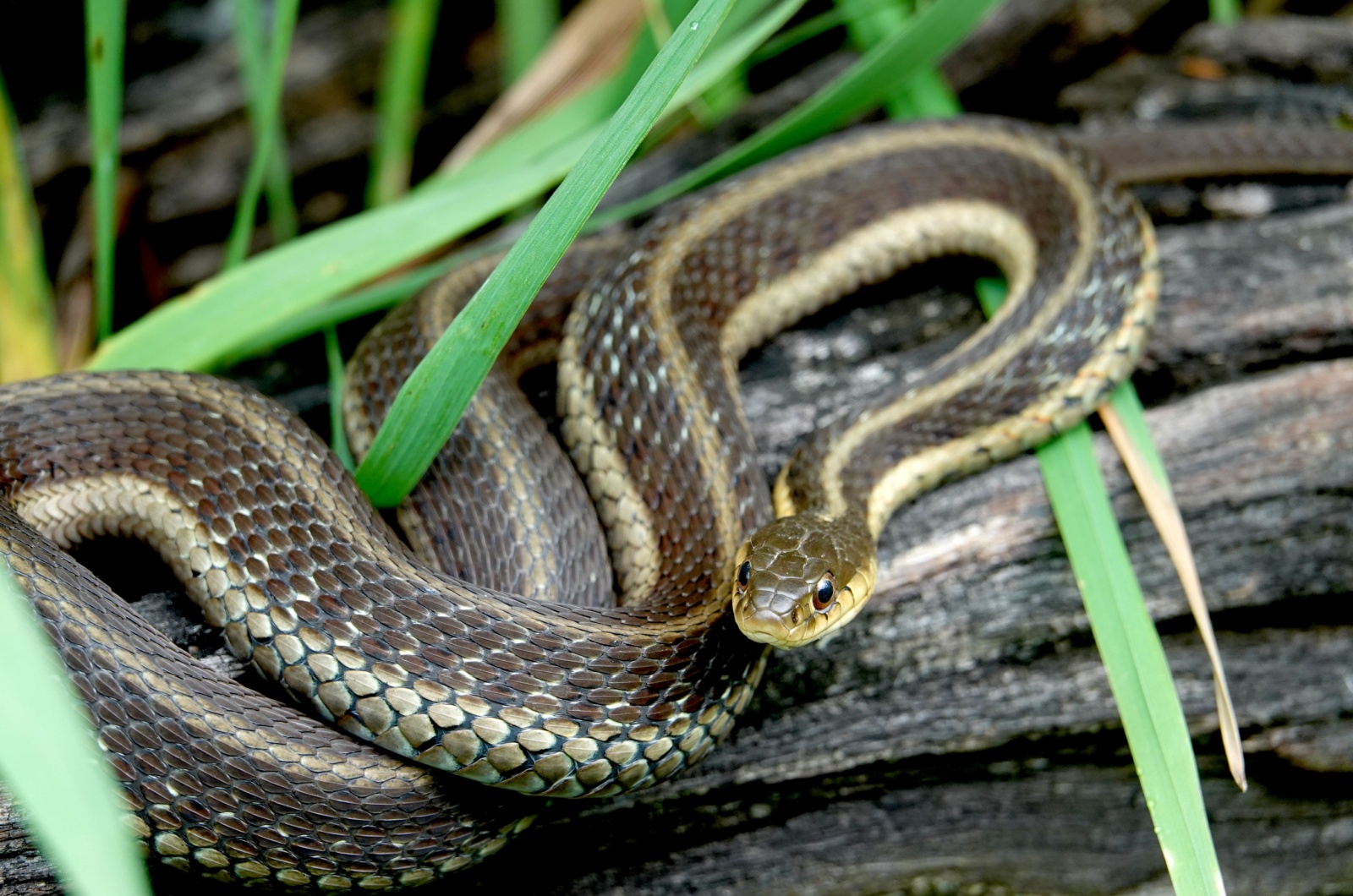 Garter Snake