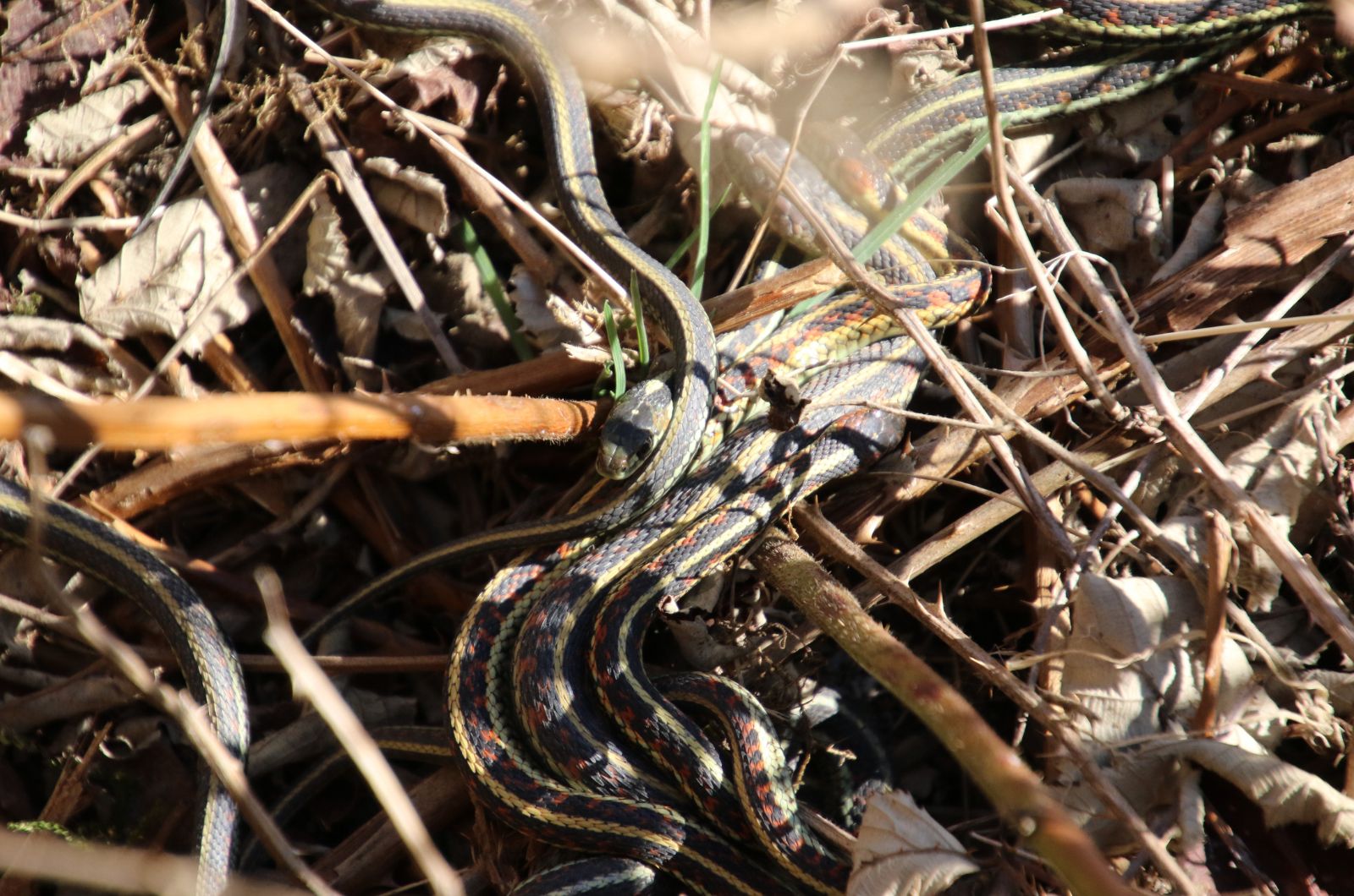 Garter Snakes