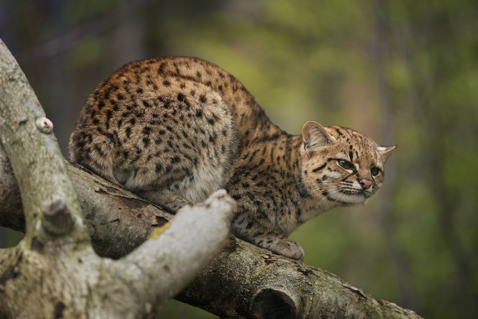 Geoffroy’s Cat