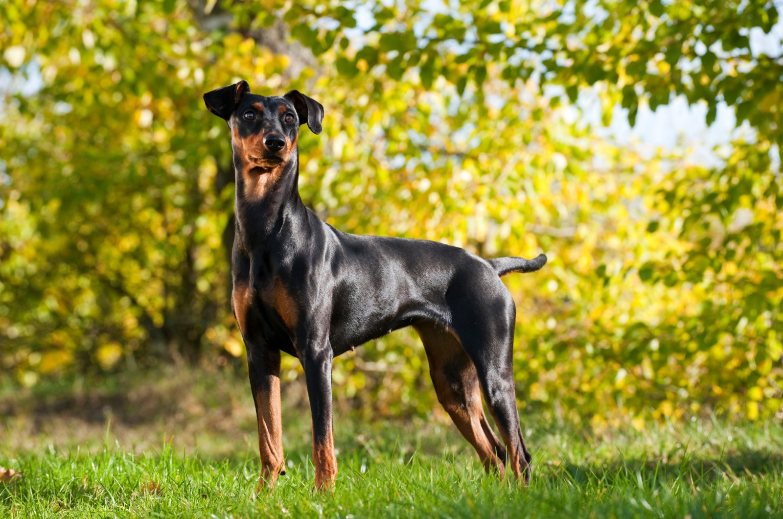 German Pinscher