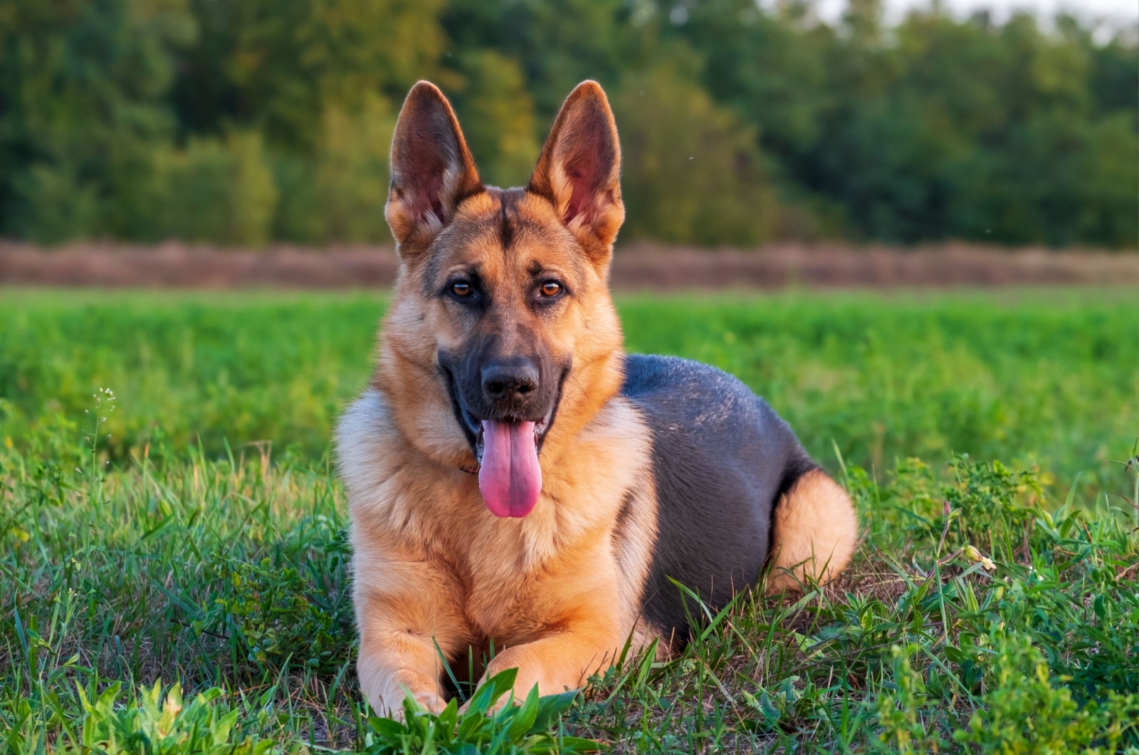 German Shepherd