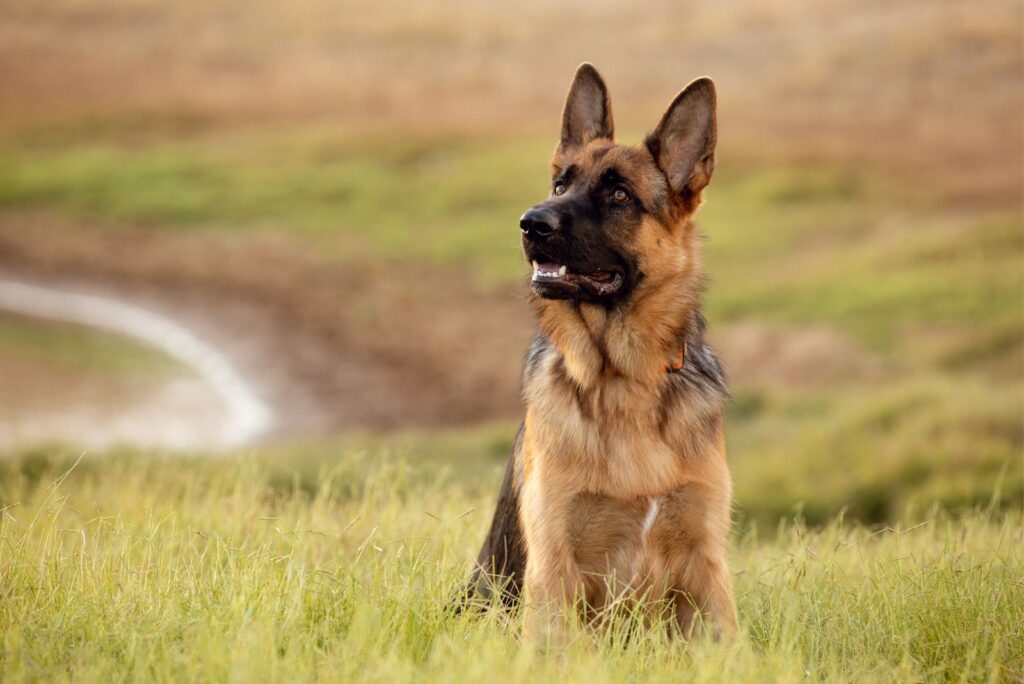 German Shepherd