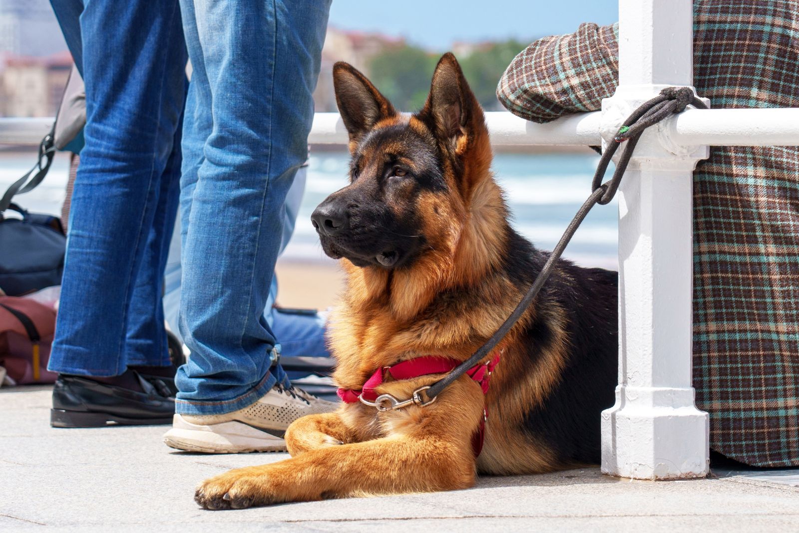 German Shepherd