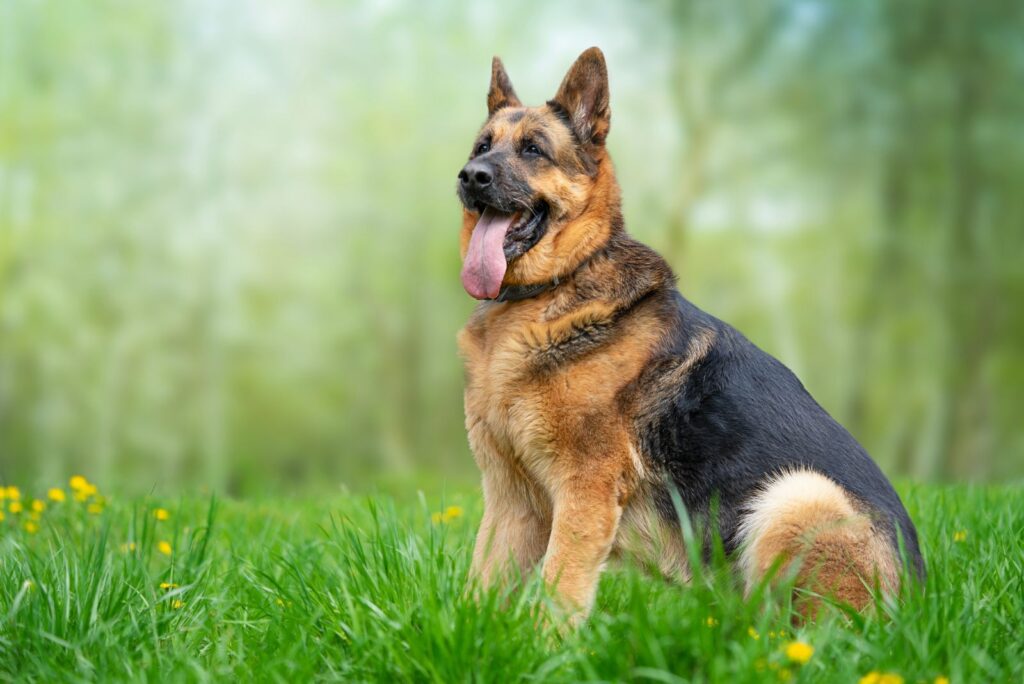 German Shepherd