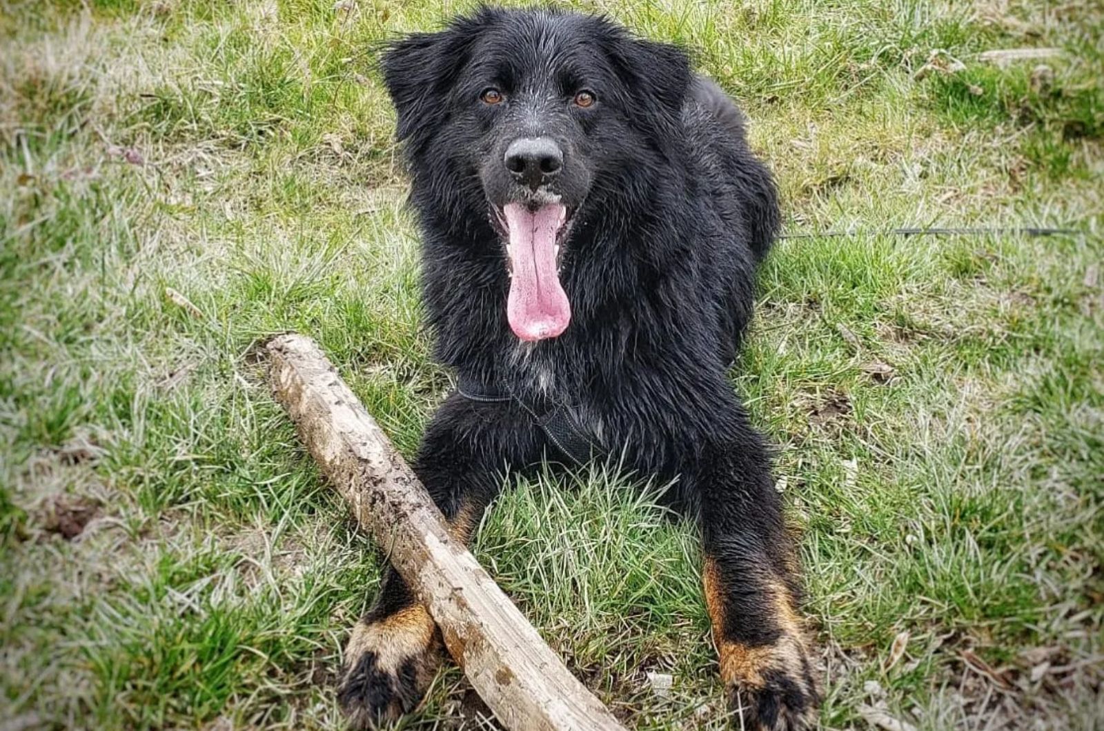 German Shepherd X Bernese Mountain Dog Mix