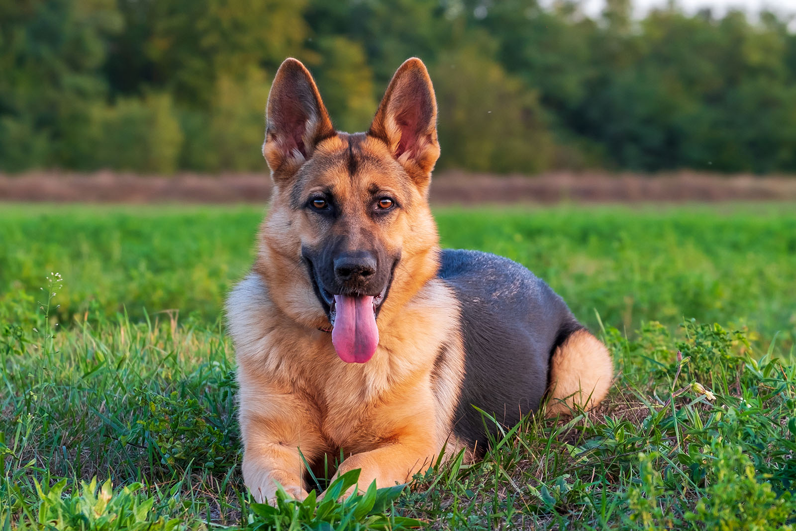 german shepherd dog on the grass