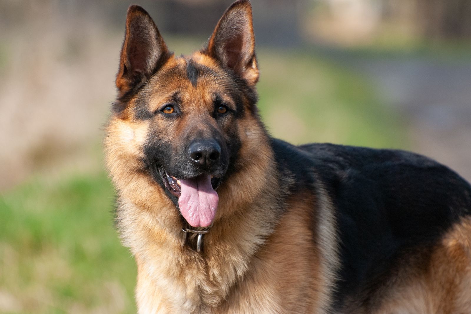 German Shepherd dog outdoor