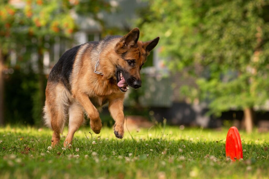 German Shepherds running