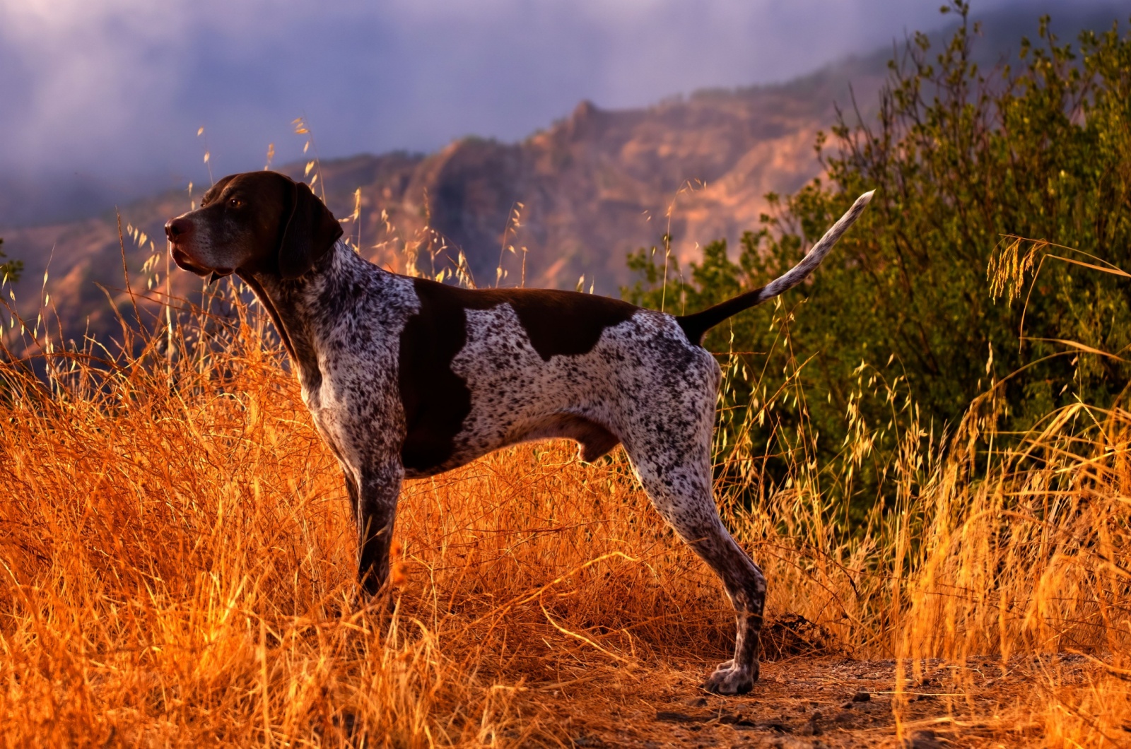 German Shorthaired Pointer