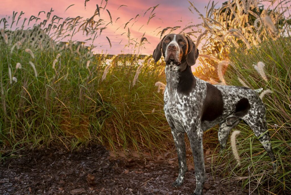 German Shorthaired Pointer