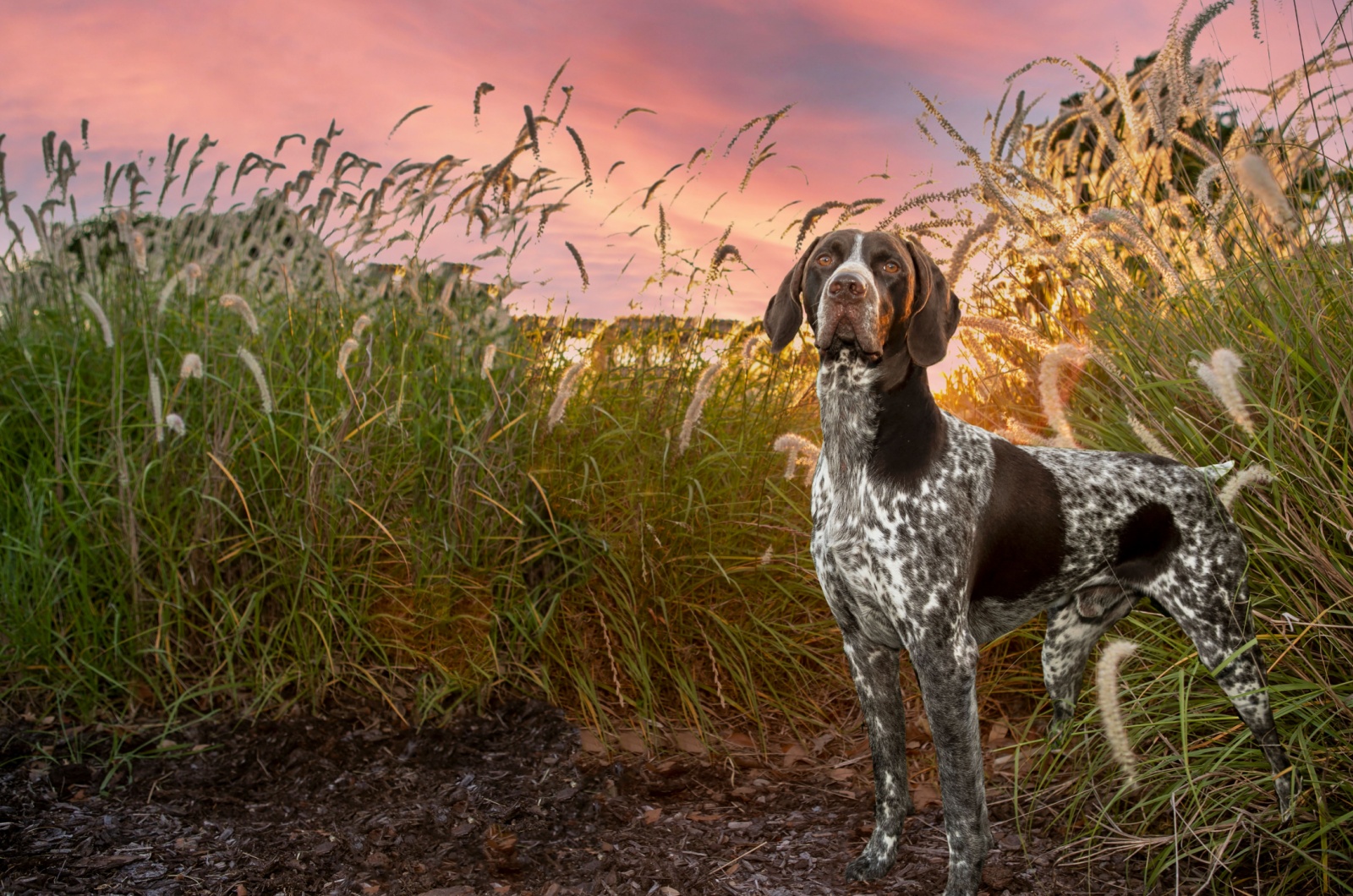 German Shorthaired Pointer