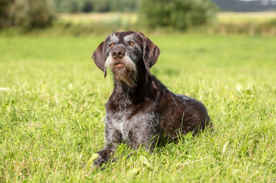 Labralound 15 Remarkable Newfoundland Mixes That Will Steal Your Heart