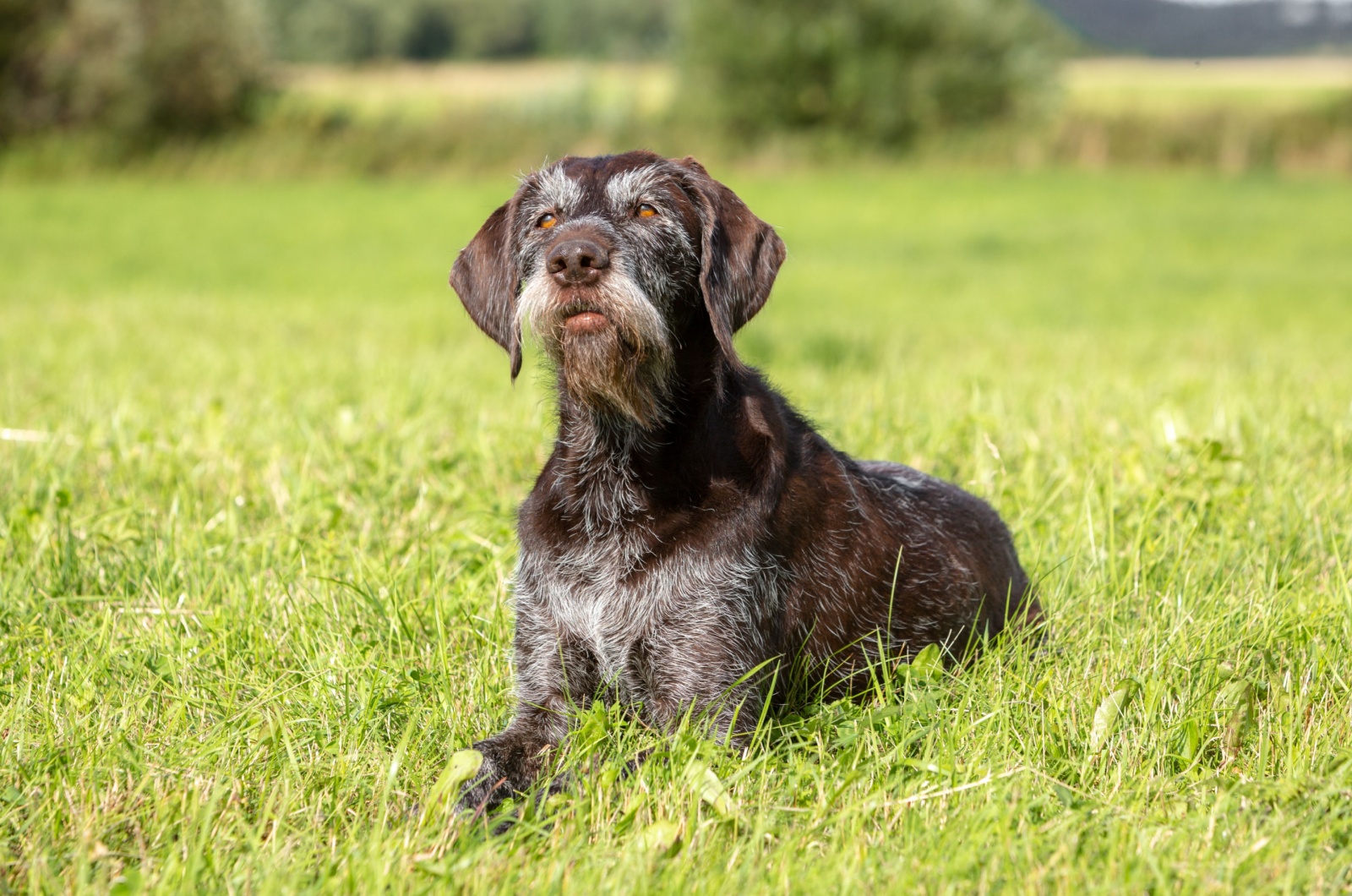 German Wirehaired Newfie