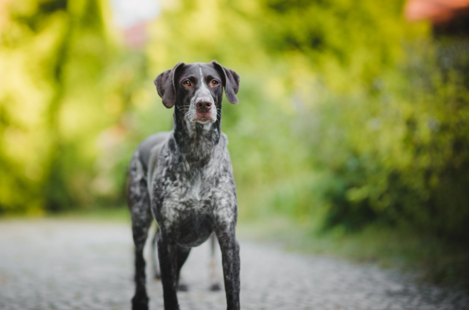 German Wirehaired Pointer