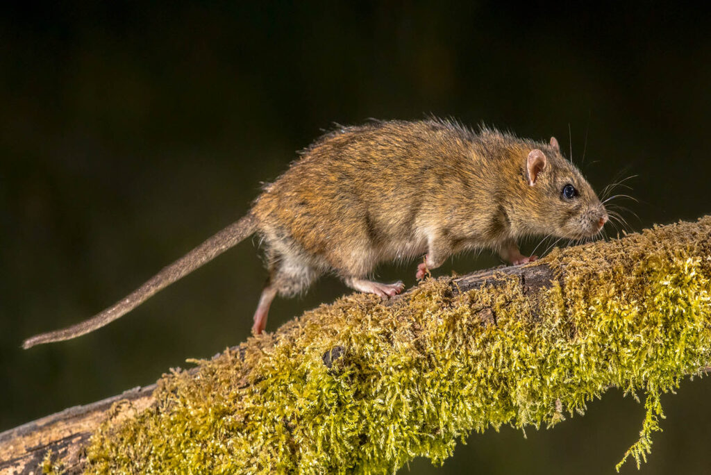 Giant Kangaroo Rat