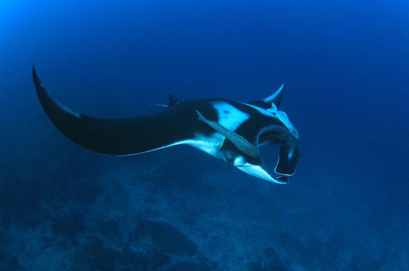 Giant Manta Ray