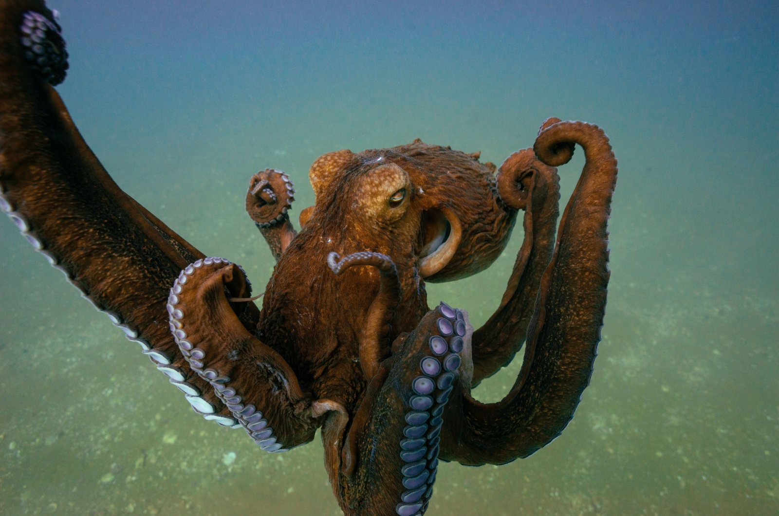 Giant Pacific Octopus