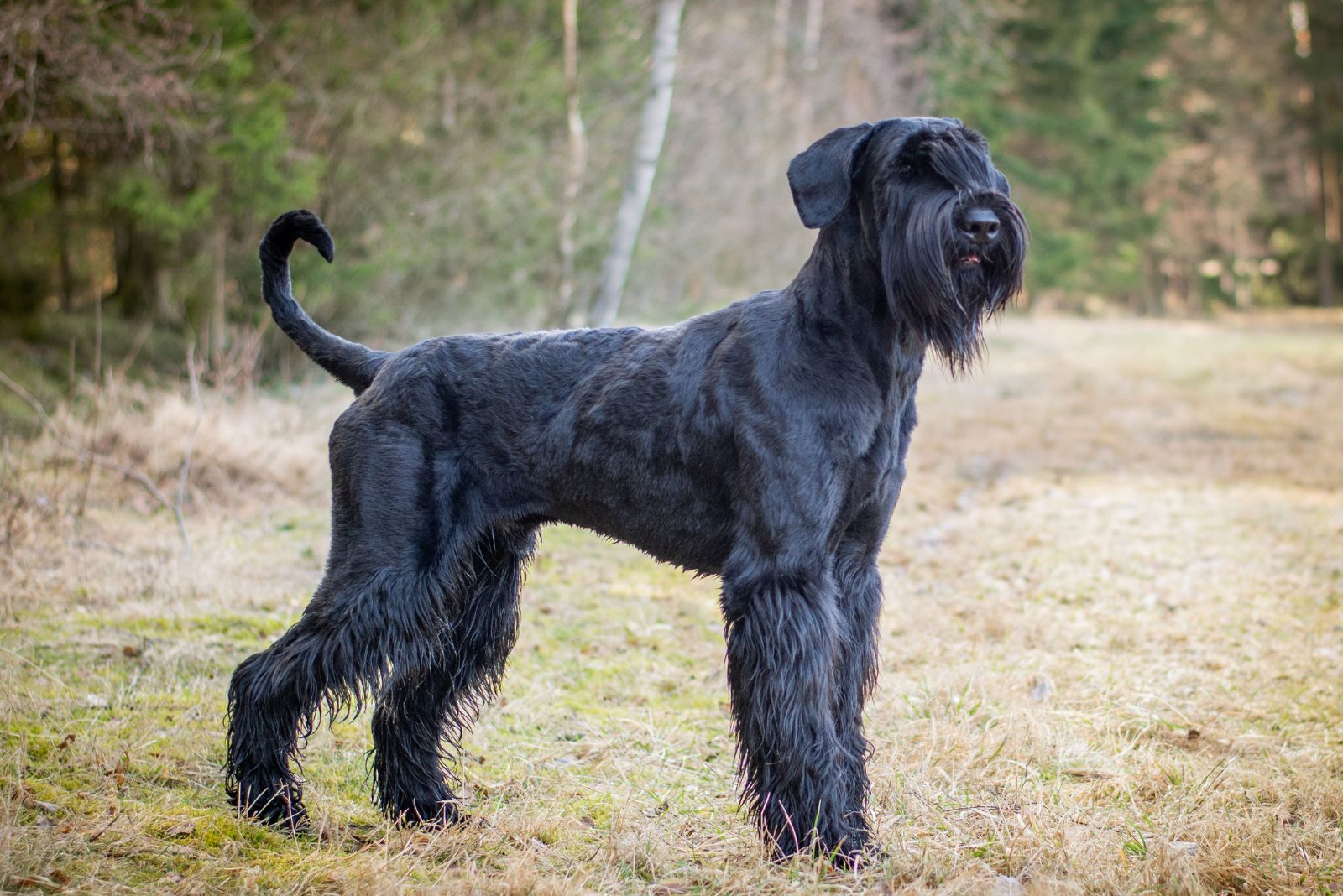 Giant Schnauzer