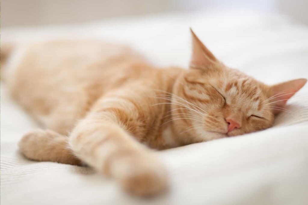 Ginger Cats sleeps on the bed