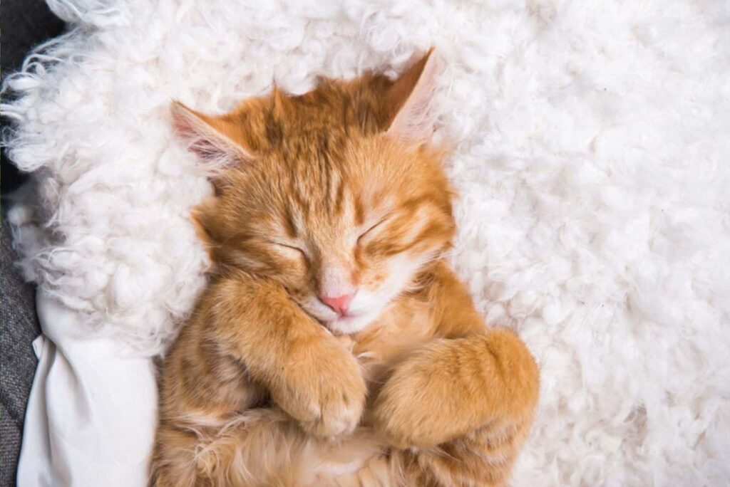 Ginger cat sleeping in a cute pose