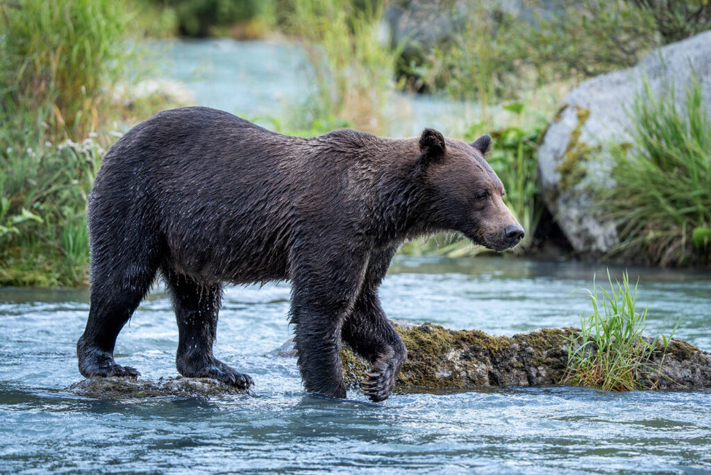 Glacier Bear