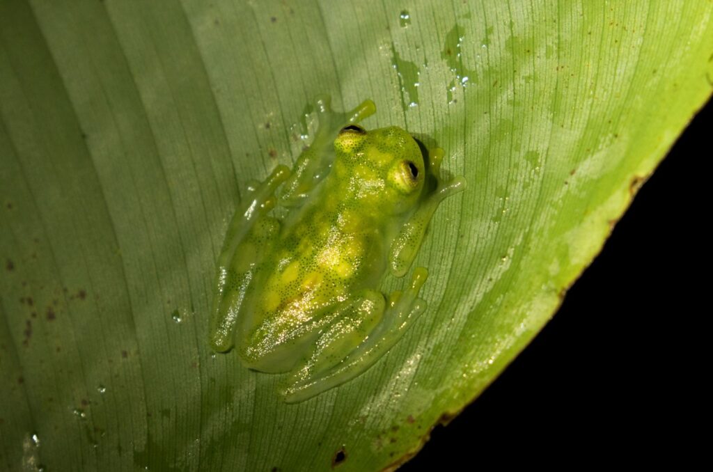 Glass Frog