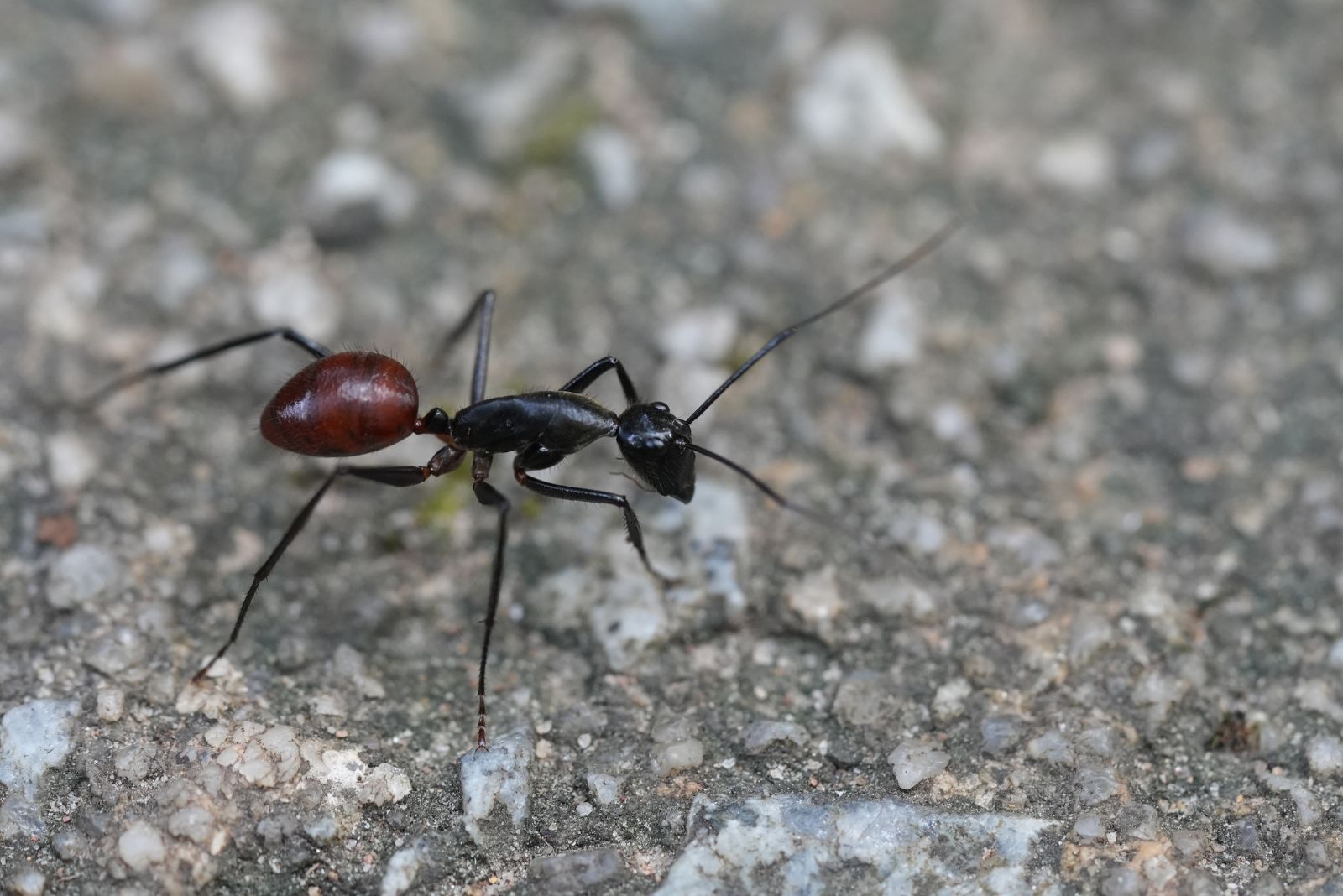 Gliding Ant