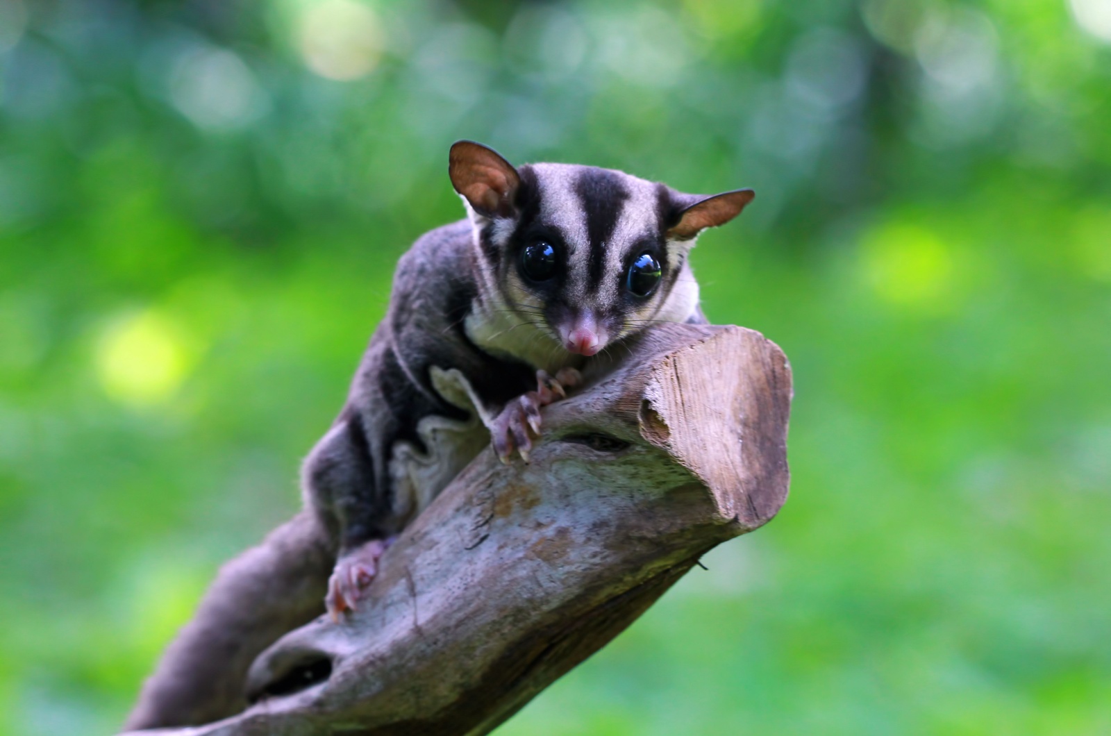 Gliding Possum