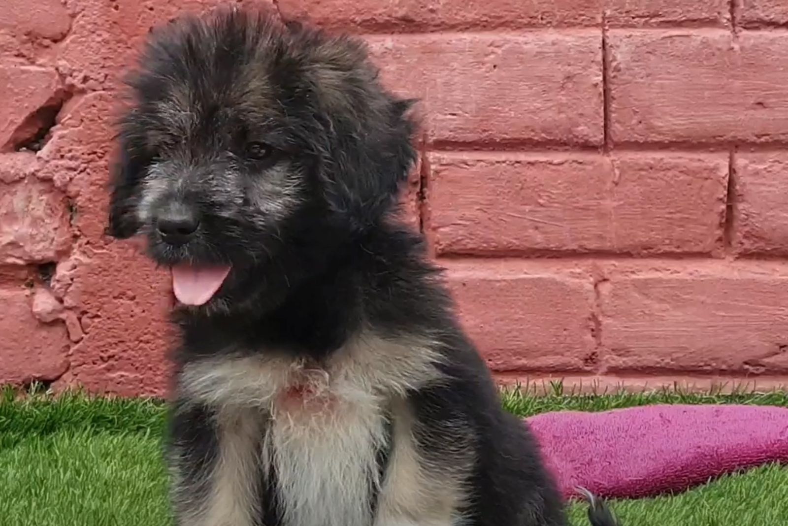 Golden Apso Lhasa Apso X Golden Retriever