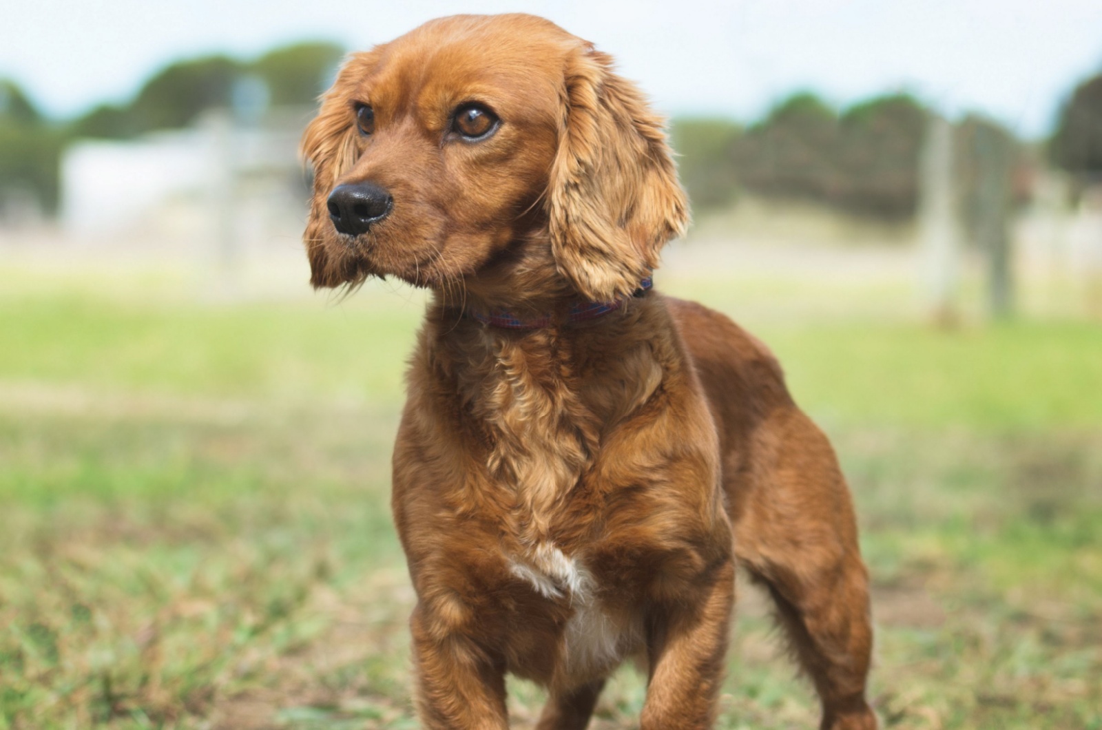 Golden Cavalier