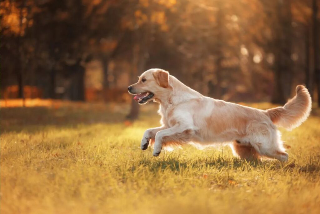 Golden Retriever