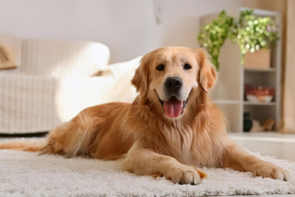 Golden Retriever