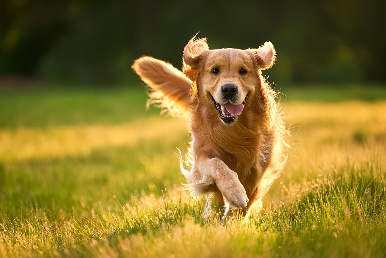 Golden Retriever