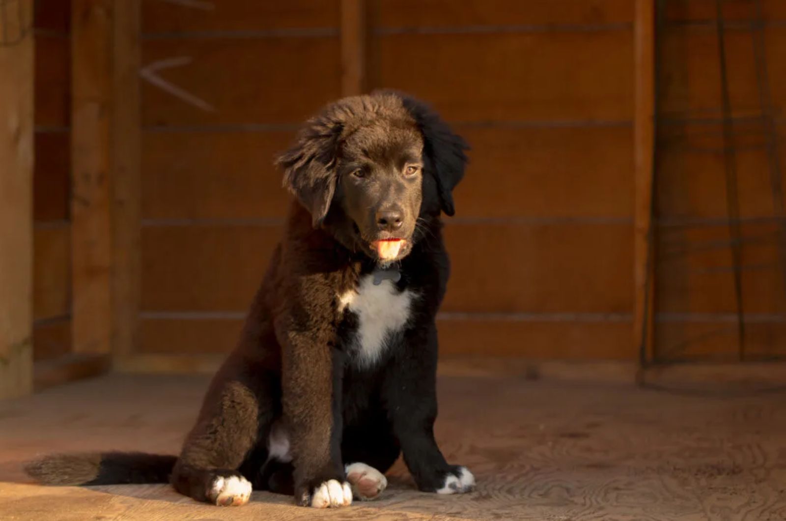 Golden Retriever X Bernese Mountain Dog Mix