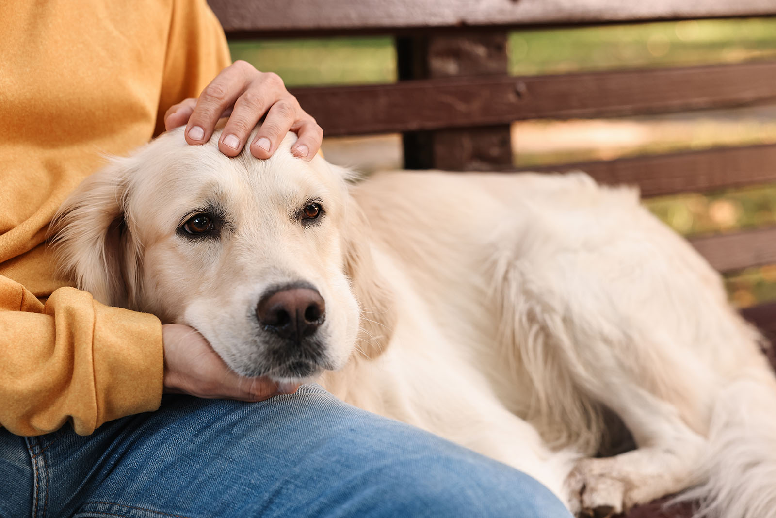 golden retriever dog cuddling