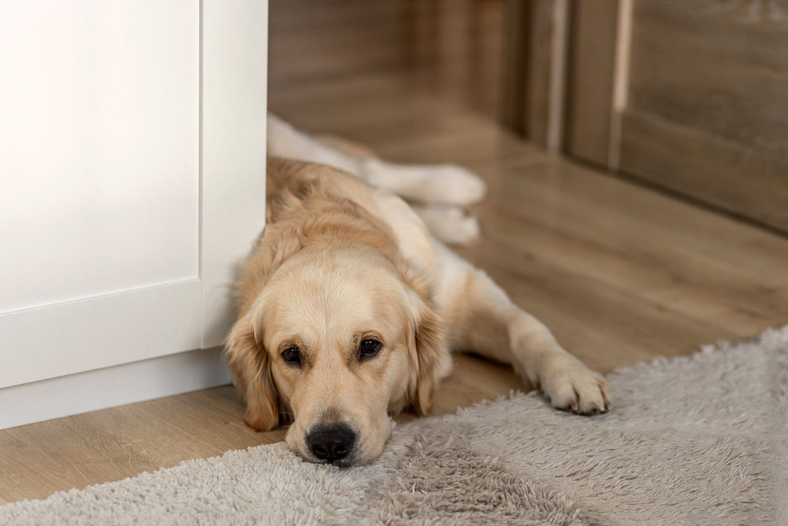 Golden Retriever dog lying at home