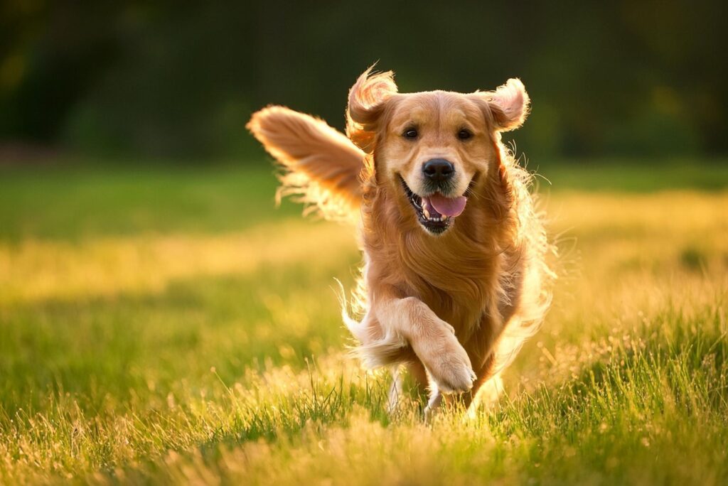 Golden Retriever running in the field