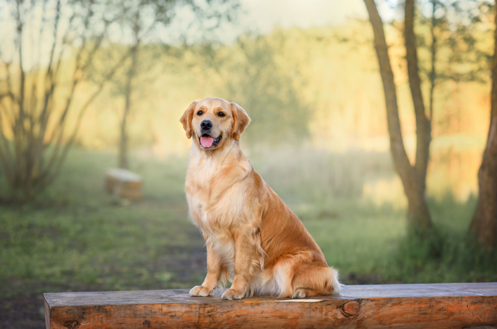 Golden retriever The Simple Trim