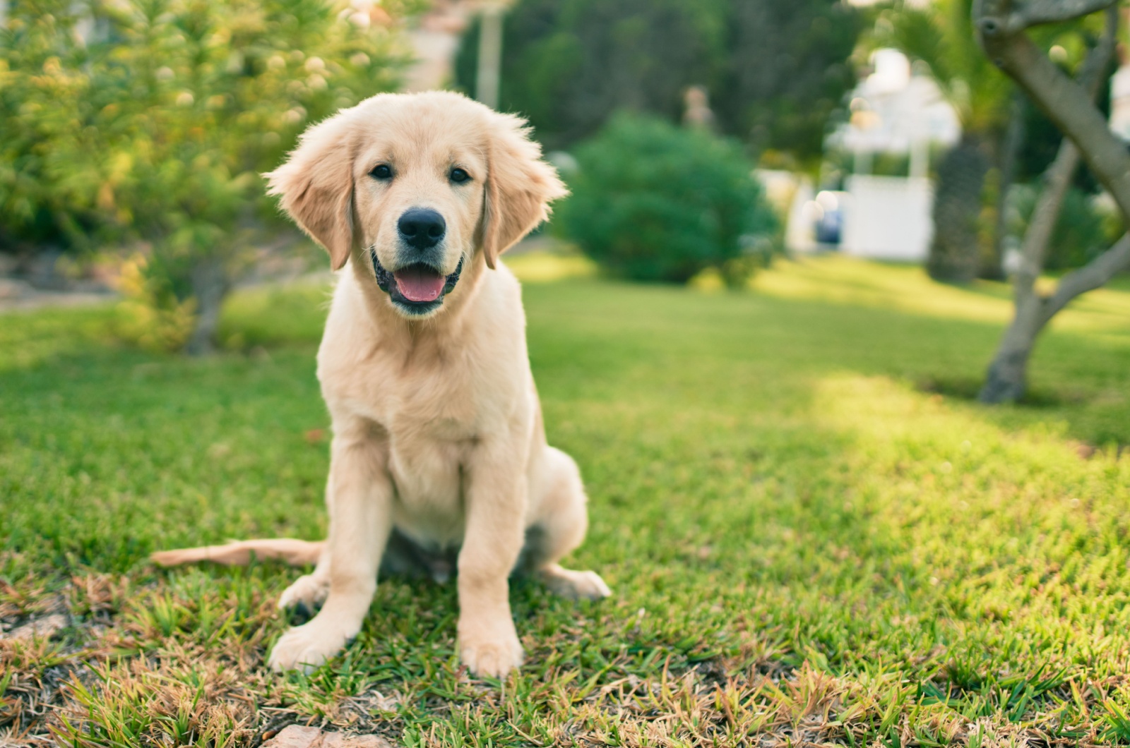 Golden retriever The puppy cut