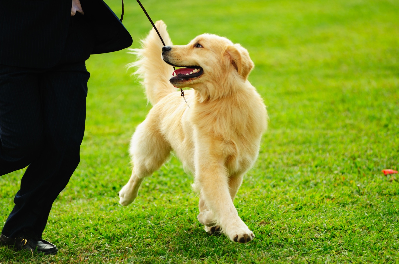 Golden retriever The show cut