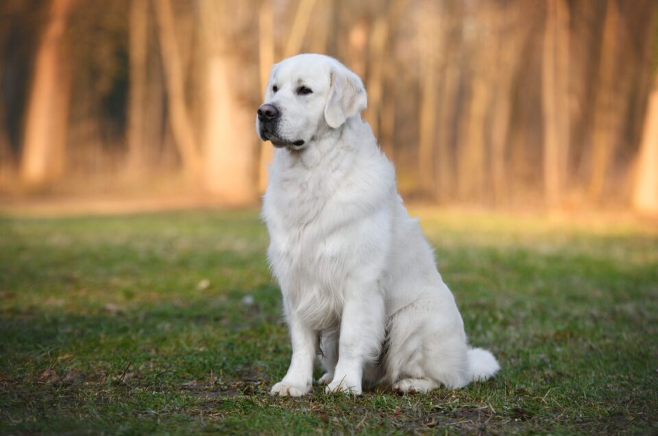 Golden Rer 9 Popular Grooming Styles For Your Golden Retriever