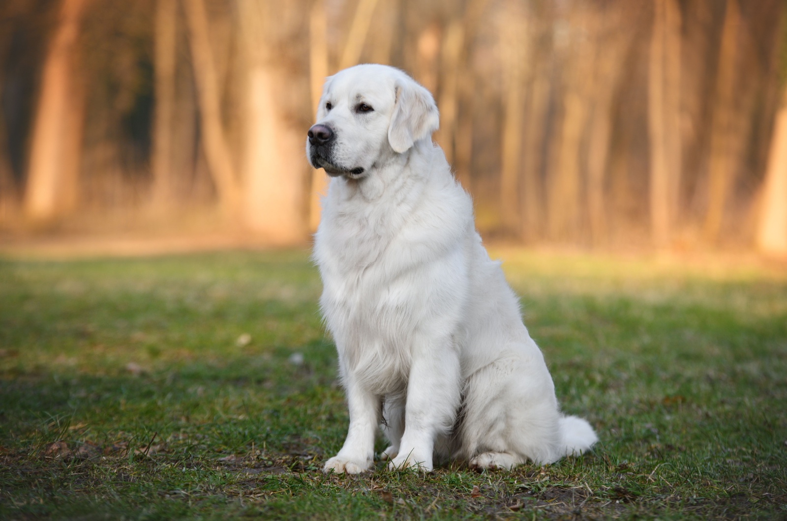 Golden retriever The summer cut