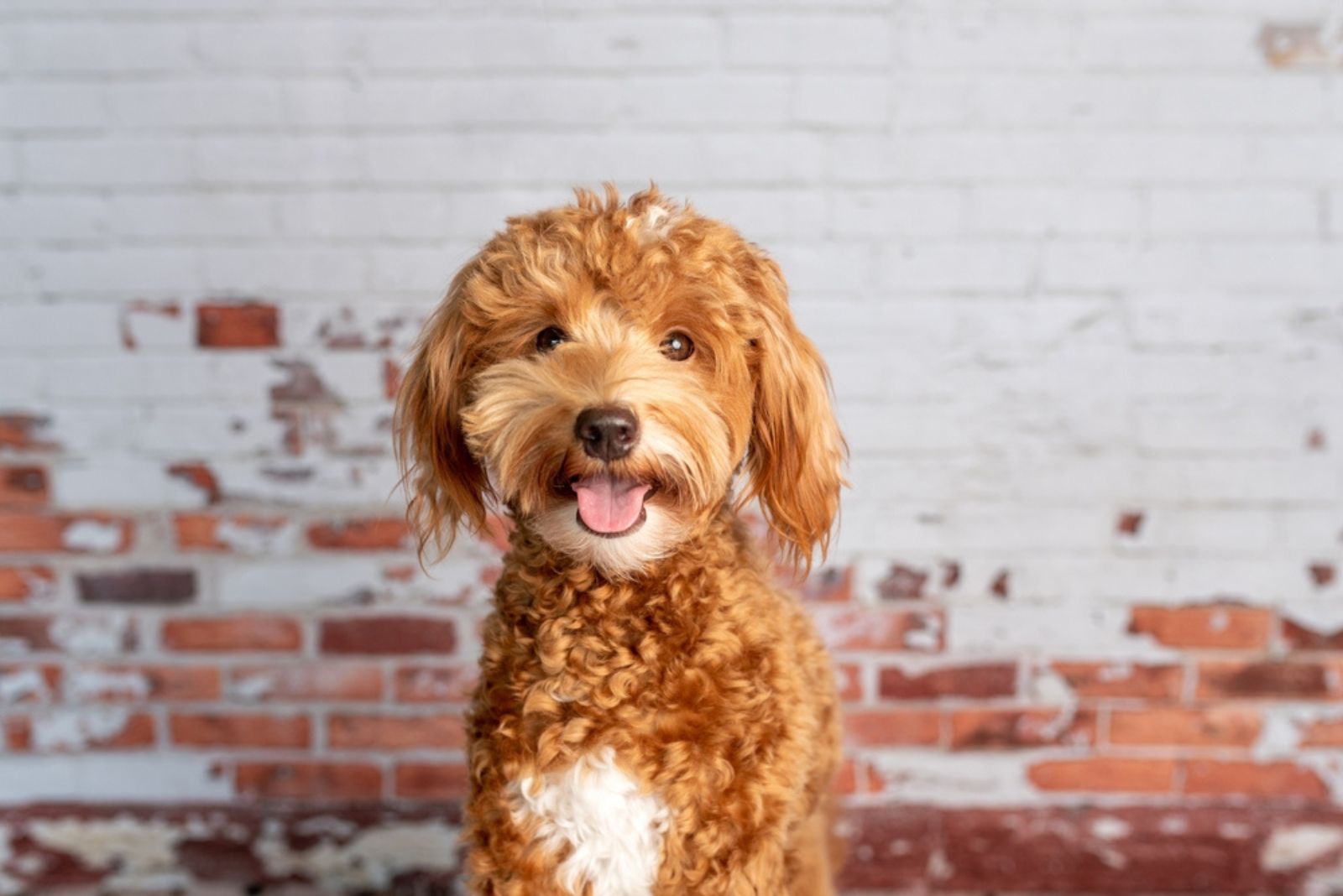 Golden retriever X Poodle