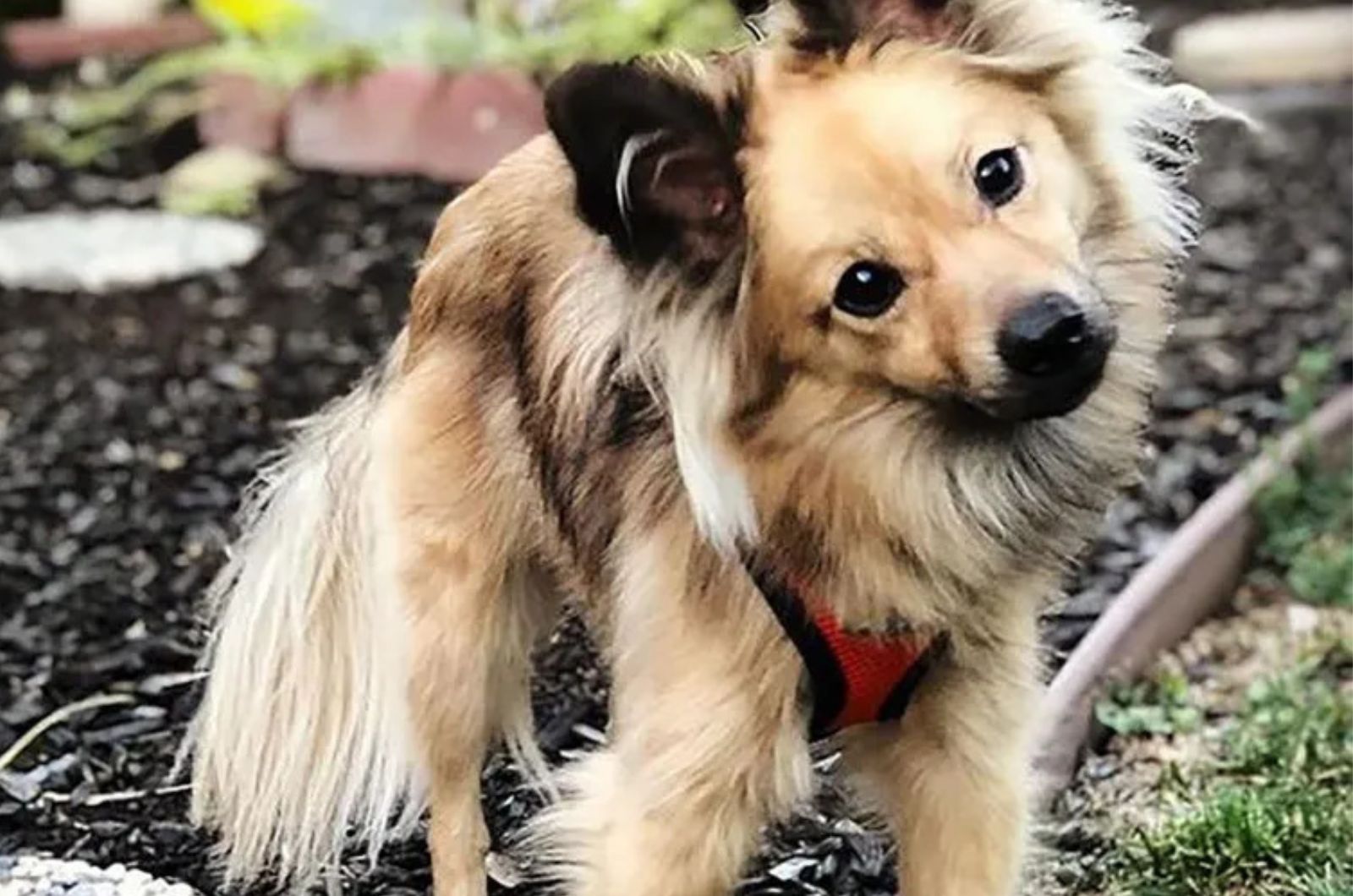 Golden retriever pomeranian mix close-up photo