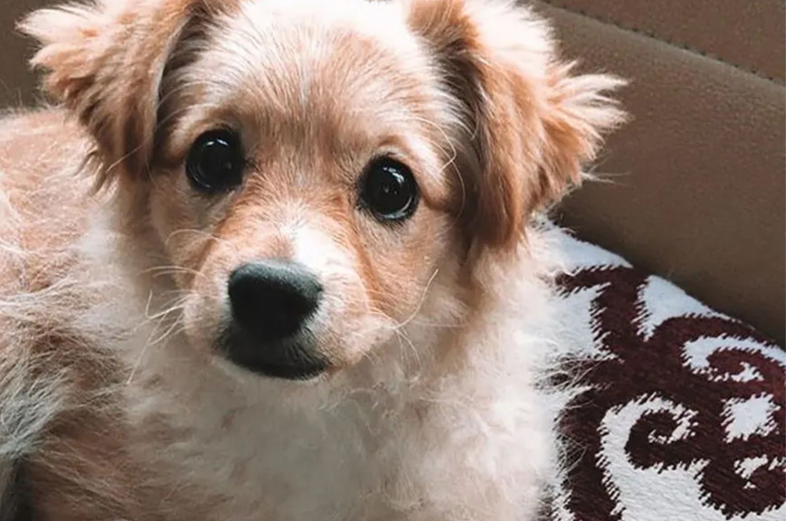 Golden retriever pomeranian mix looking at the camera