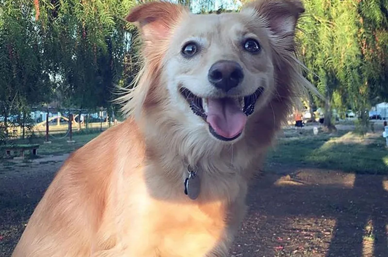 Golden retriever pomeranian mix