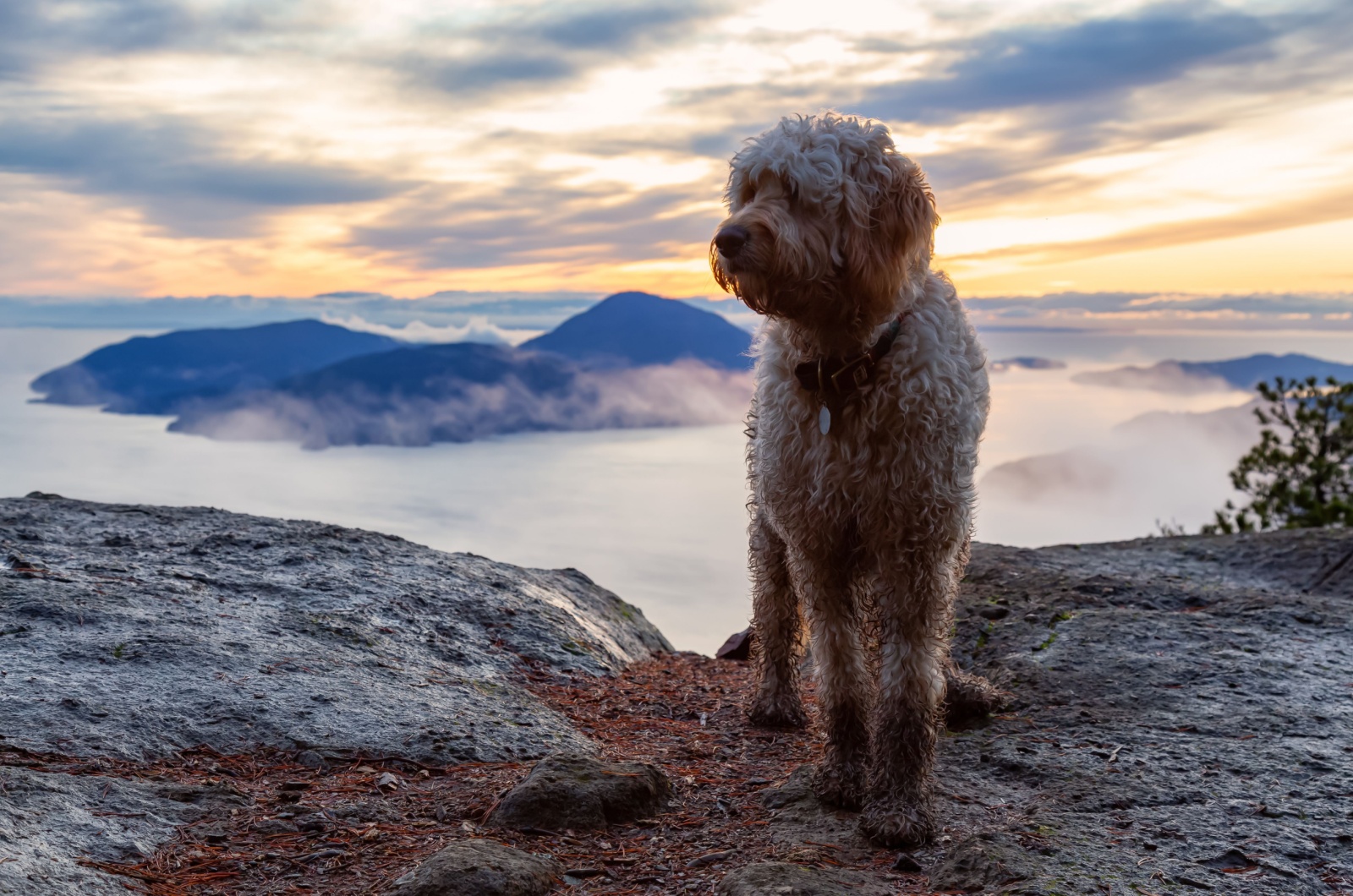 Goldendoodle