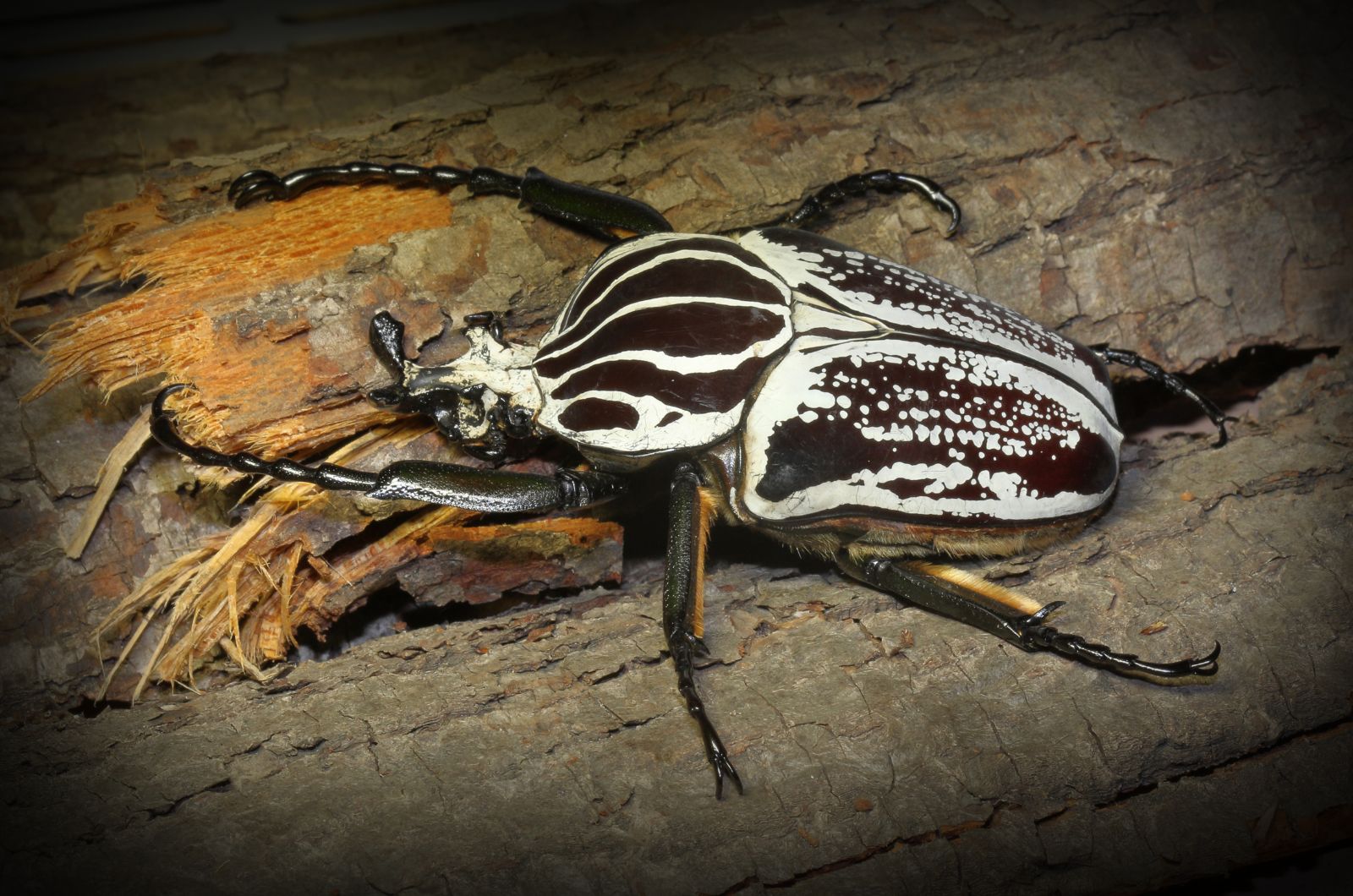 Goliath Beetle