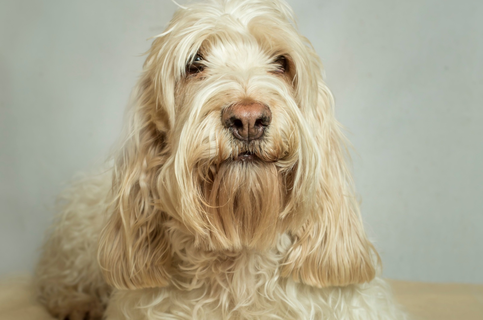 Grand Basset Griffon Vendéen